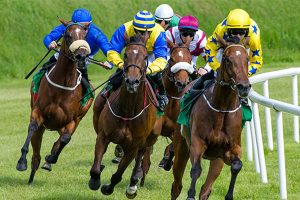 Equestrian Business Equine Nutrition Fuel for Performance