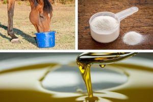 equestrian retailers supplements