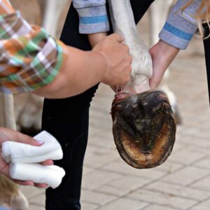 Care Of The Horse