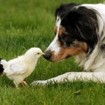 Pets, Smallholder & Wildlife