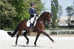 equine sports nutrition