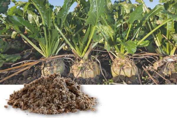 sugarbeet sugarbeet