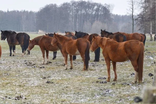 herd herd