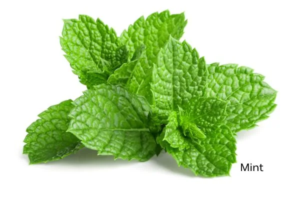 mint mint