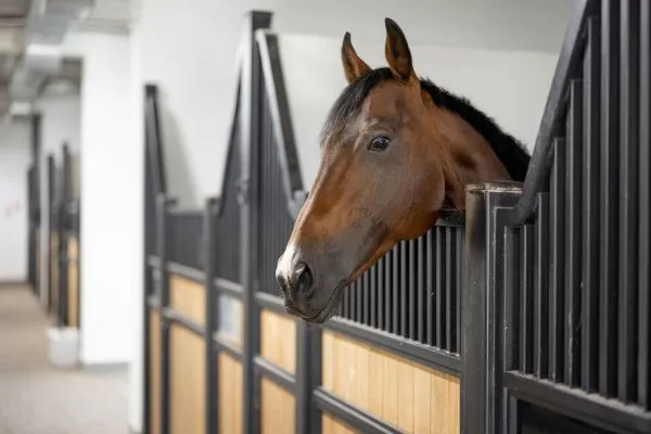 stable horse
