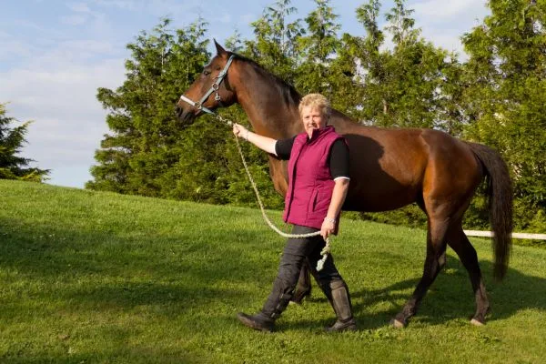 horse mental health