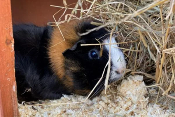 Dengie-Guinea-Pig Dengie-Guinea-Pig