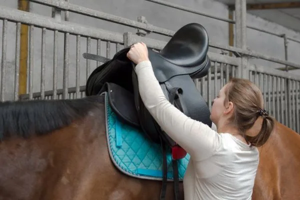 saddle saddle