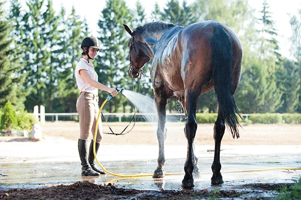 WEB Hosing down a horse WEB Hosing down a horse