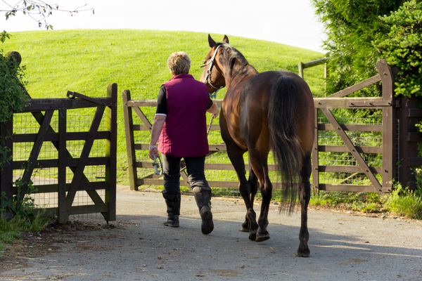 Horse walking through gate2 horse being led trough gate
