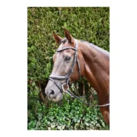 Rhinegold Softee Leather Pro-Anatomical Bridle